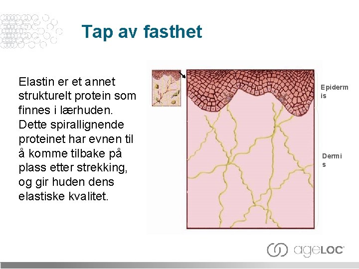 Tap av fasthet Elastin er et annet strukturelt protein som finnes i lærhuden. Dette