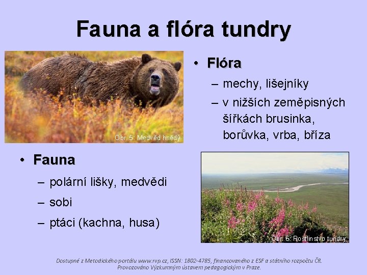 Fauna a flóra tundry • Flóra – mechy, lišejníky Obr. 5: Medvěd hnědý –