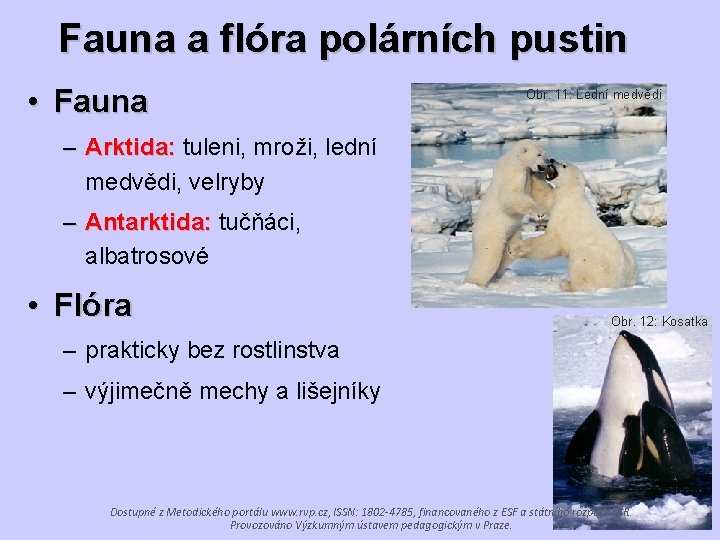 Fauna a flóra polárních pustin • Fauna Obr. 11: Lední medvědi – Arktida: tuleni,