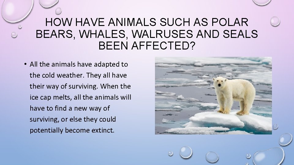 HOW HAVE ANIMALS SUCH AS POLAR BEARS, WHALES, WALRUSES AND SEALS BEEN AFFECTED? •