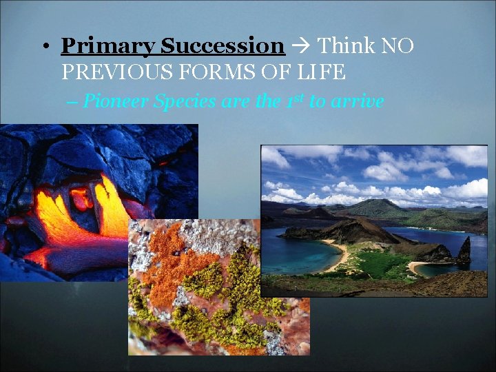  • Primary Succession Think NO PREVIOUS FORMS OF LIFE – Pioneer Species are