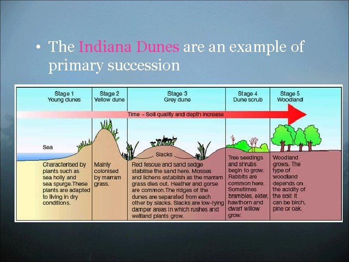  • The Indiana Dunes are an example of primary succession 