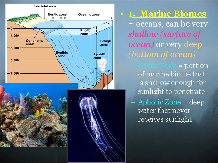  • 1. Marine Biomes = oceans, can be very shallow (surface of ocean)