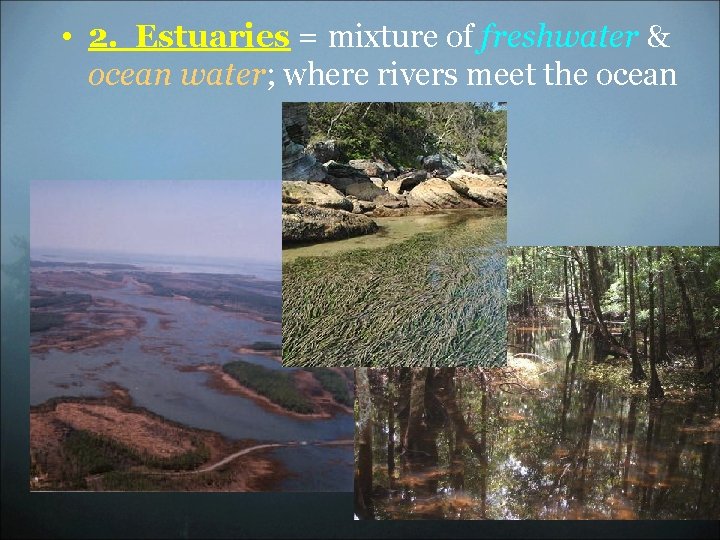  • 2. Estuaries = mixture of freshwater & ocean water; where rivers meet