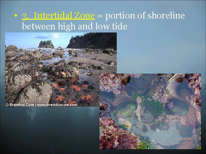  • 3. Intertidal Zone = portion of shoreline between high and low tide