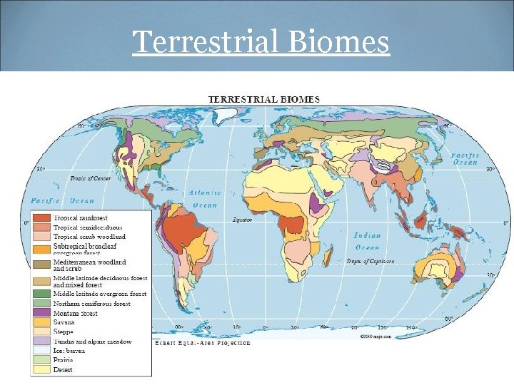 Terrestrial Biomes 