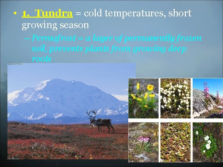  • 1. Tundra = cold temperatures, short growing season – Permafrost = a