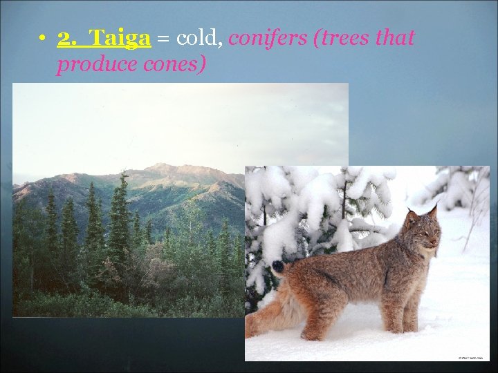  • 2. Taiga = cold, conifers (trees that produce cones) 