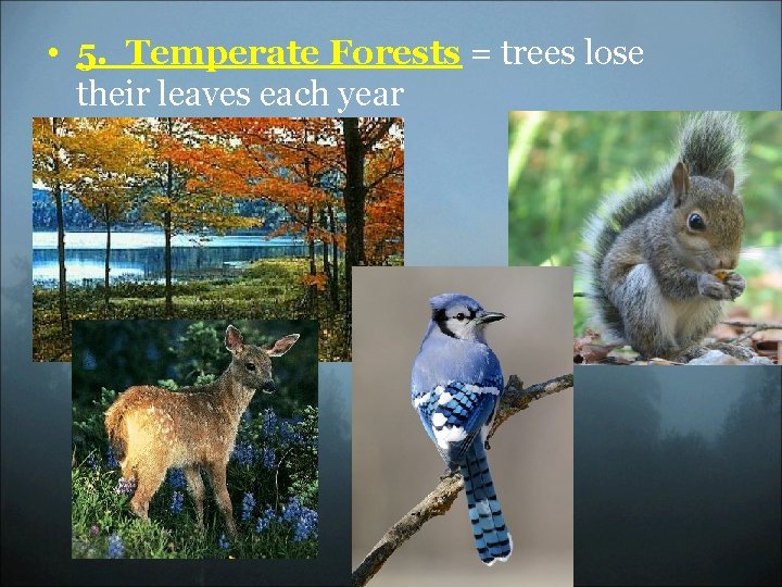  • 5. Temperate Forests = trees lose their leaves each year 