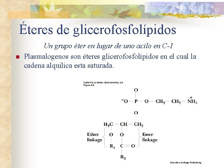 Éteres de glicerofosfolípidos n Un grupo éter en lugar de uno acilo en C-1