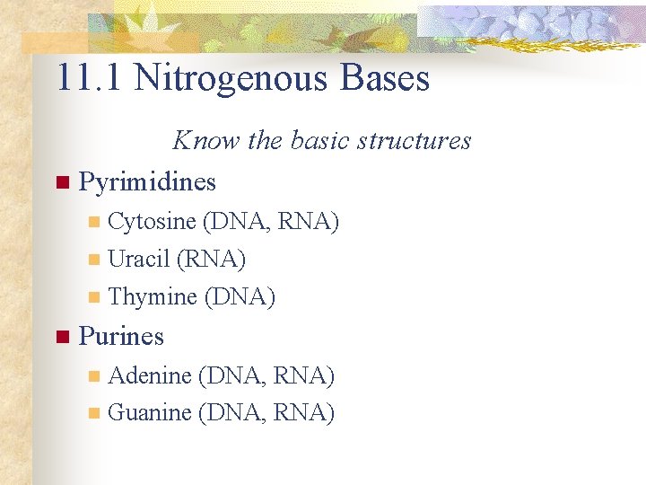 11. 1 Nitrogenous Bases Know the basic structures n Pyrimidines Cytosine (DNA, RNA) n