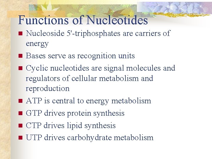 Functions of Nucleotides n n n n Nucleoside 5'-triphosphates are carriers of energy Bases