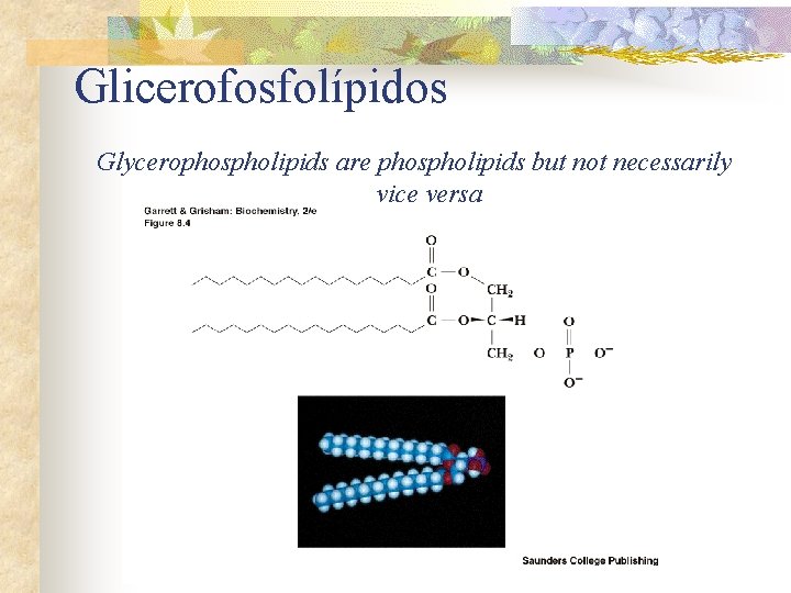 Glicerofosfolípidos Glycerophospholipids are phospholipids but not necessarily vice versa 