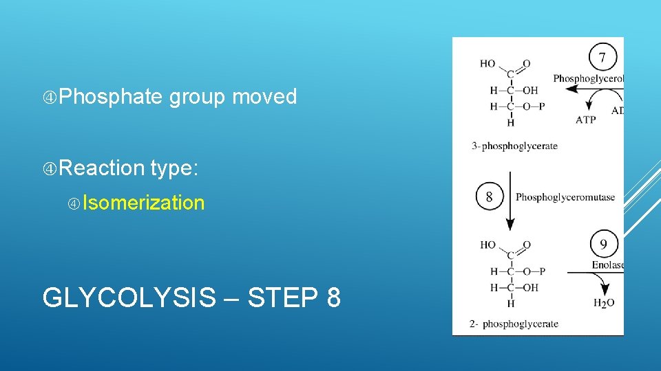  Phosphate Reaction group moved type: Isomerization GLYCOLYSIS – STEP 8 