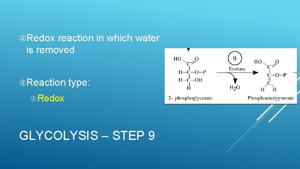  Redox reaction in which water is removed Reaction type: Redox GLYCOLYSIS – STEP
