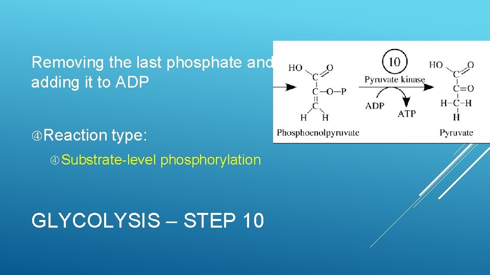 Removing the last phosphate and adding it to ADP Reaction type: Substrate-level phosphorylation GLYCOLYSIS