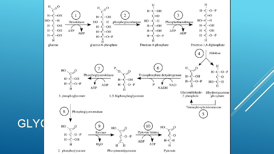 GLYCOLYSIS 