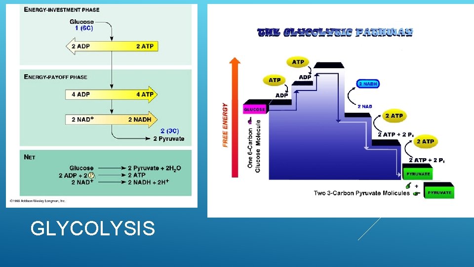 GLYCOLYSIS 