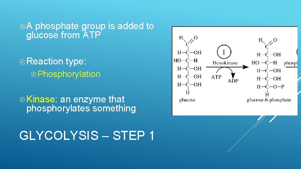  A phosphate group is added to glucose from ATP Reaction type: Phosphorylation Kinase: