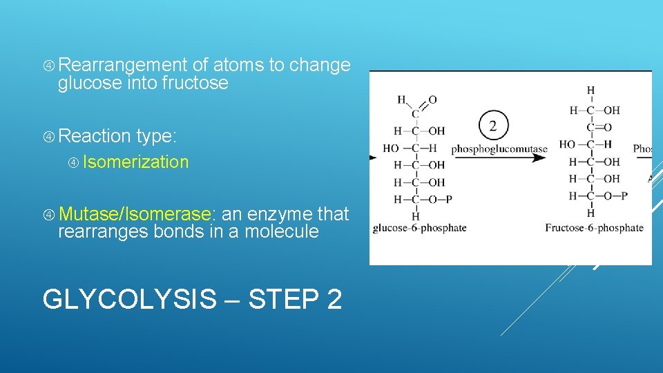  Rearrangement of atoms to change glucose into fructose Reaction type: Isomerization Mutase/Isomerase: an