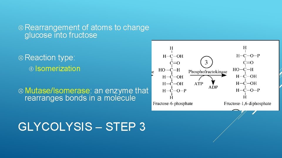  Rearrangement of atoms to change glucose into fructose Reaction type: Isomerization Mutase/Isomerase: an