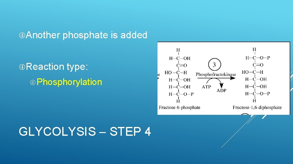  Another phosphate is added Reaction type: Phosphorylation GLYCOLYSIS – STEP 4 
