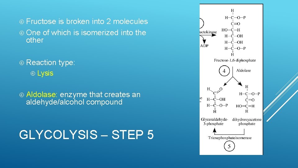  Fructose is broken into 2 molecules One of which is isomerized into the