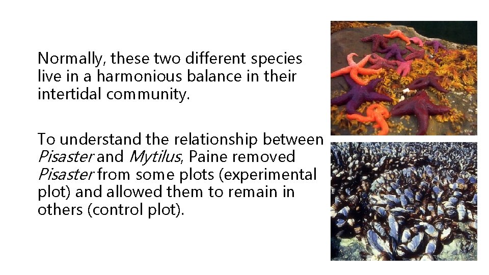 Normally, these two different species live in a harmonious balance in their intertidal community.