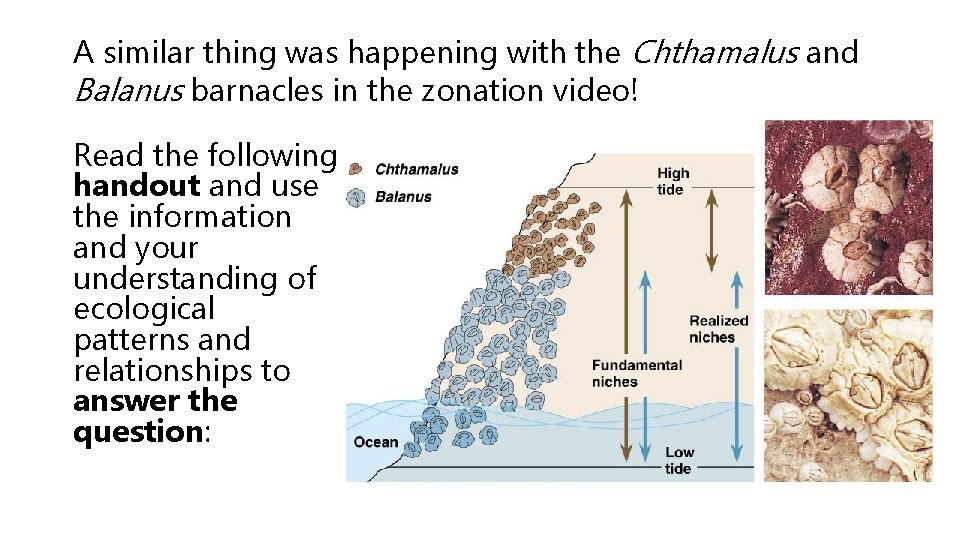 A similar thing was happening with the Chthamalus and Balanus barnacles in the zonation