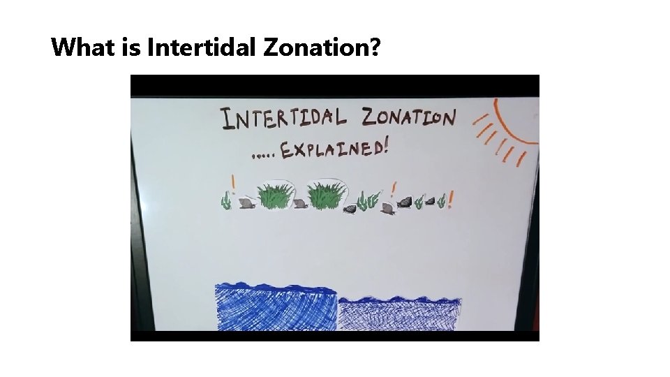What is Intertidal Zonation? 