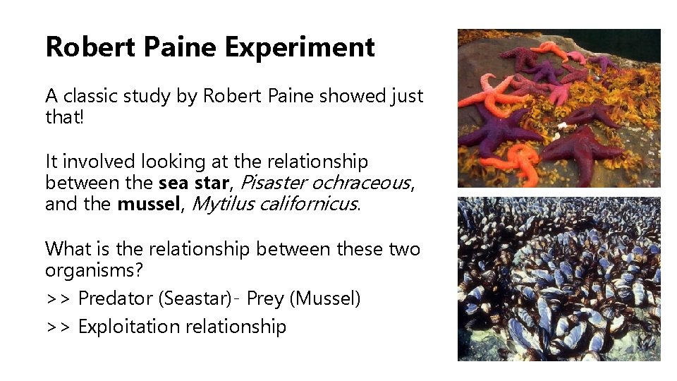 Robert Paine Experiment A classic study by Robert Paine showed just that! It involved