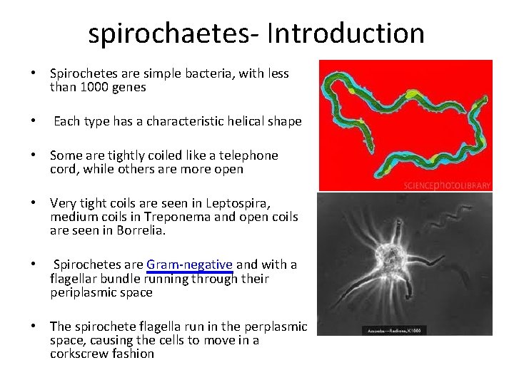 spirochaetes- Introduction • Spirochetes are simple bacteria, with less than 1000 genes • Each