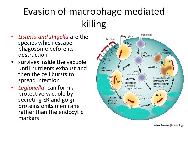 Evasion of macrophage mediated killing • Listeria and shigella are the species which escape