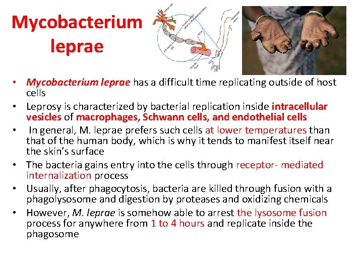 Mycobacterium leprae • Mycobacterium leprae has a difficult time replicating outside of host cells