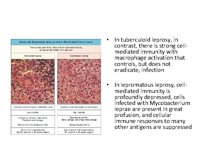 • In tuberculoid leprosy, in contrast, there is strong cellmediated immunity with macrophage