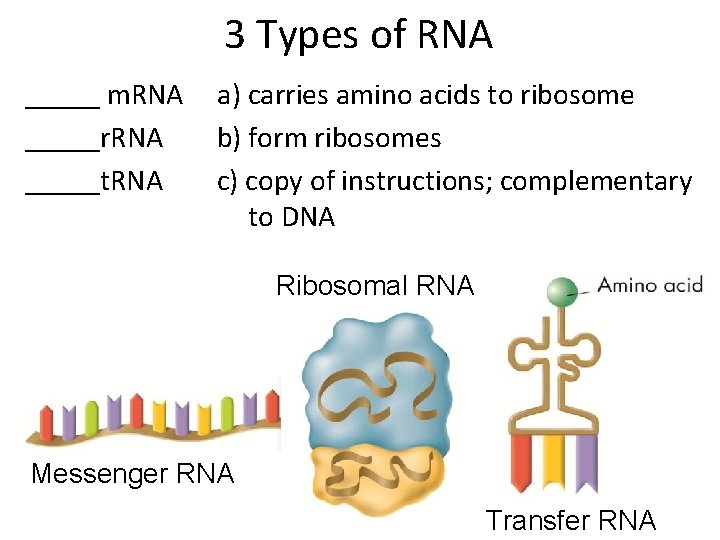 3 Types of RNA _____ m. RNA _____r. RNA _____t. RNA a) carries amino 3 Types of RNA _____ m. RNA _____r. RNA _____t. RNA a) carries amino