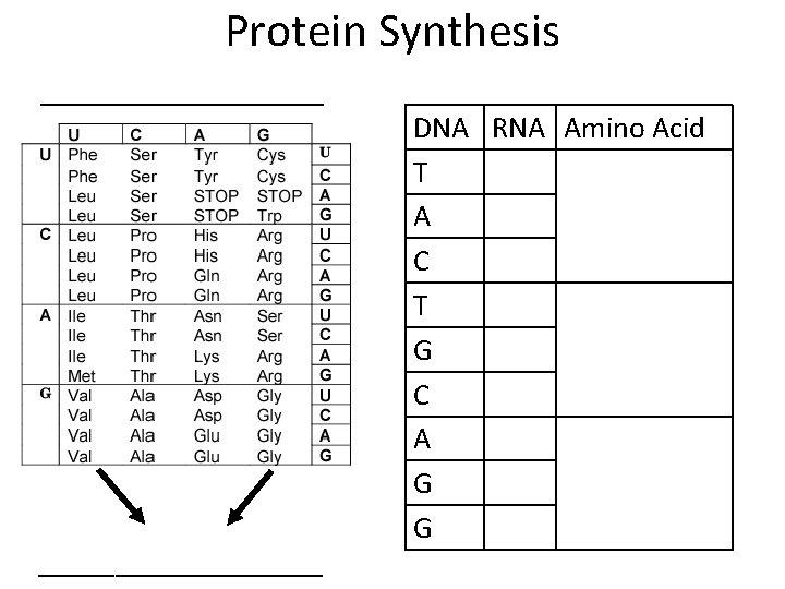 Protein Synthesis _____________ DNA RNA Amino Acid T A C T G C A Protein Synthesis _____________ DNA RNA Amino Acid T A C T G C A