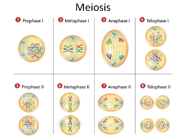 Meiosis Meiosis