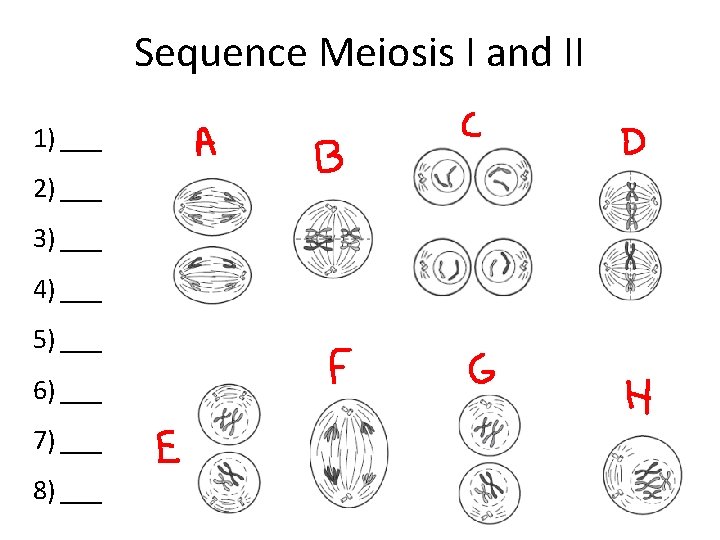 Sequence Meiosis I and II 1) ___ 2) ___ 3) ___ 4) ___ 5) Sequence Meiosis I and II 1) ___ 2) ___ 3) ___ 4) ___ 5)