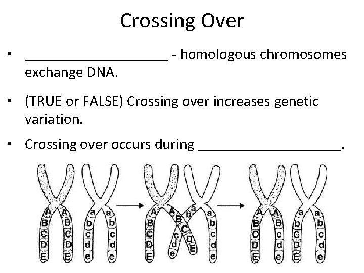 Crossing Over • __________ - homologous chromosomes exchange DNA. • (TRUE or FALSE) Crossing Crossing Over • __________ - homologous chromosomes exchange DNA. • (TRUE or FALSE) Crossing