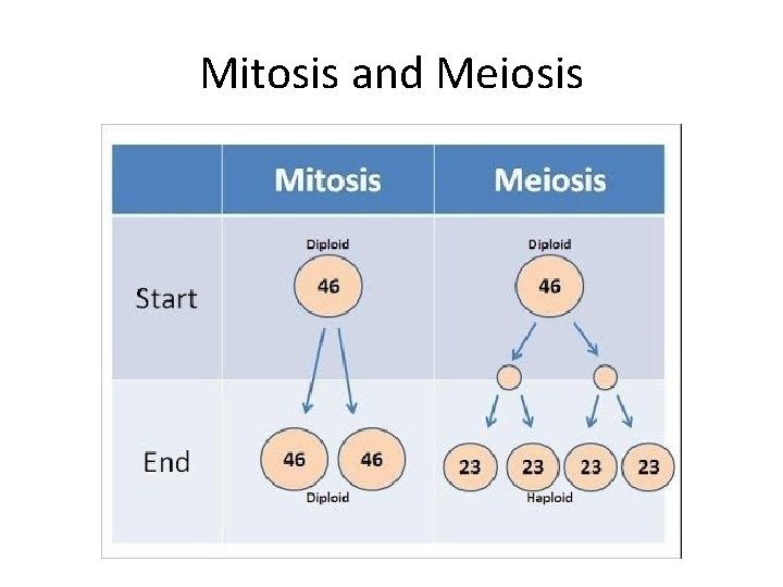 Mitosis and Meiosis Mitosis and Meiosis