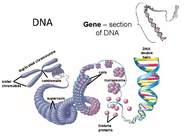 DNA Gene – section of DNA double helix me so o m ro h DNA Gene – section of DNA double helix me so o m ro h