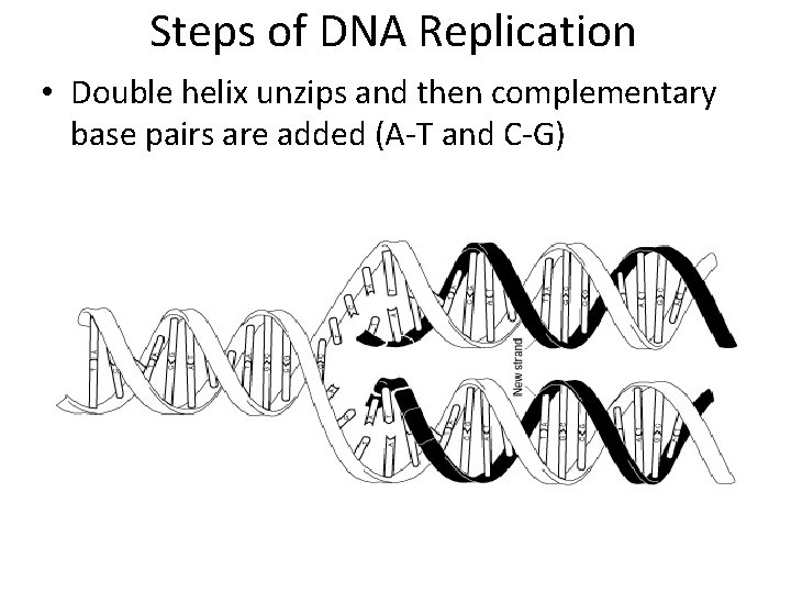 Steps of DNA Replication • Double helix unzips and then complementary base pairs are Steps of DNA Replication • Double helix unzips and then complementary base pairs are