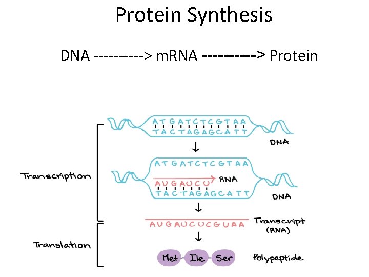 Protein Synthesis DNA -----> m. RNA -----> Protein Protein Synthesis DNA -----> m. RNA -----> Protein