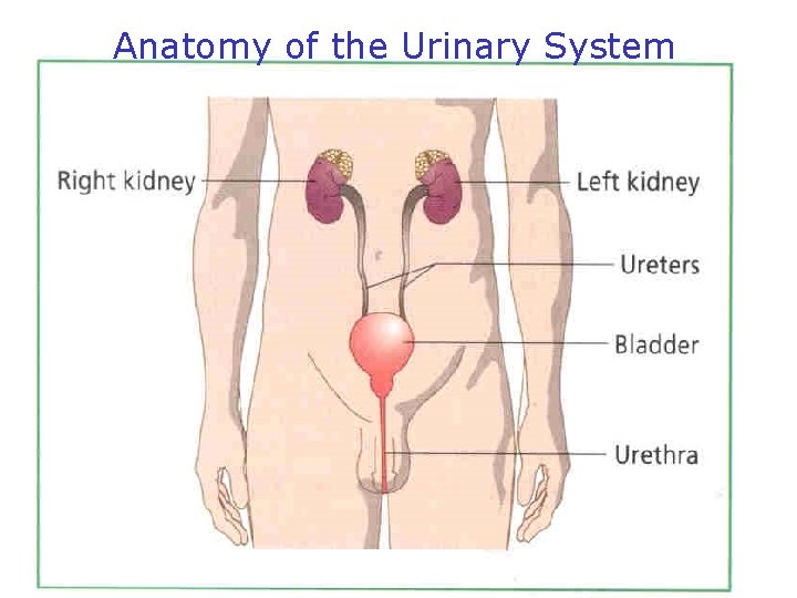Anatomy of the Urinary System 