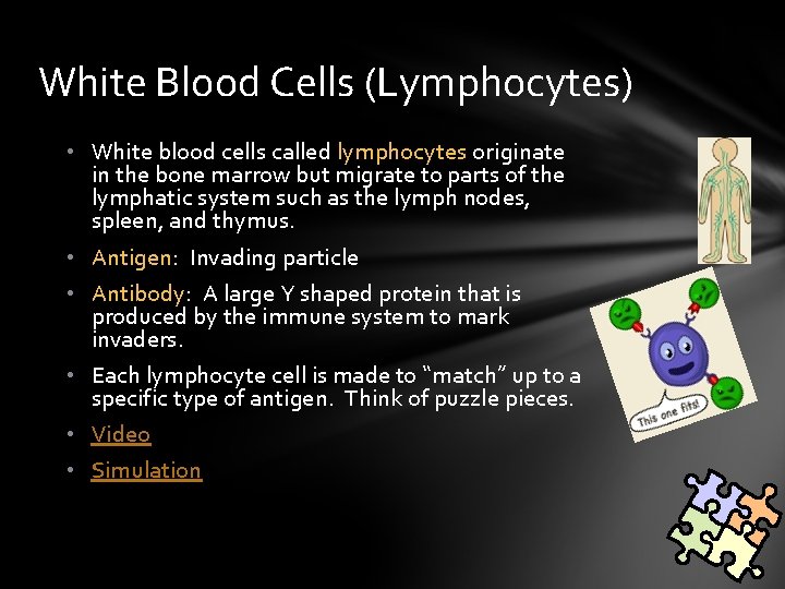 White Blood Cells (Lymphocytes) • White blood cells called lymphocytes originate in the bone