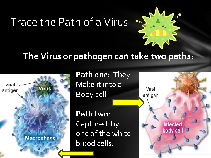 Trace the Path of a Virus The Virus or pathogen can take two paths: