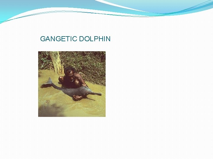 GANGETIC DOLPHIN 