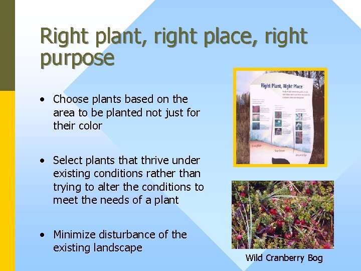 Right plant, right place, right purpose • Choose plants based on the area to
