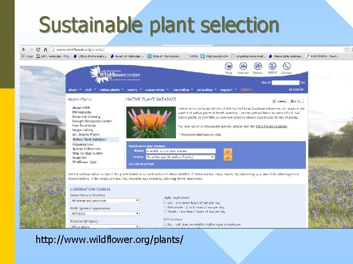 Sustainable plant selection http: //www. wildflower. org/plants/ 